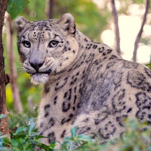 Meet your Posher, Sonele - Picture 4 of 6